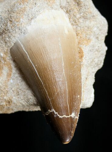 Large Mosasaur (Prognathodon) Tooth In Matrix #14245